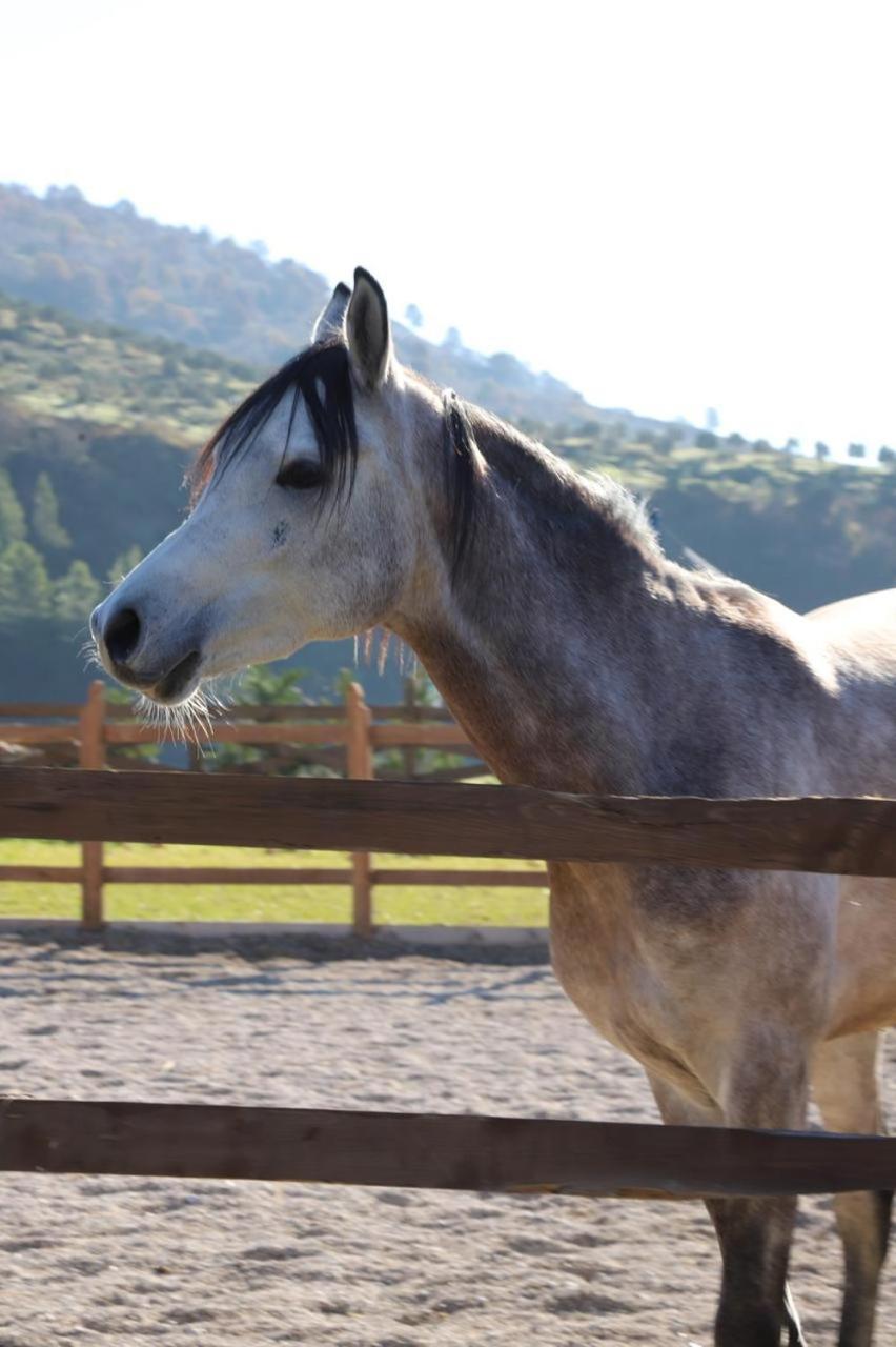 Sancho Farm Albania Βίλα Memaliaj Εξωτερικό φωτογραφία
